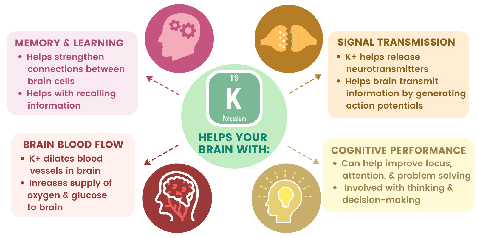 Graphic showing different ways Potassium helps your brain