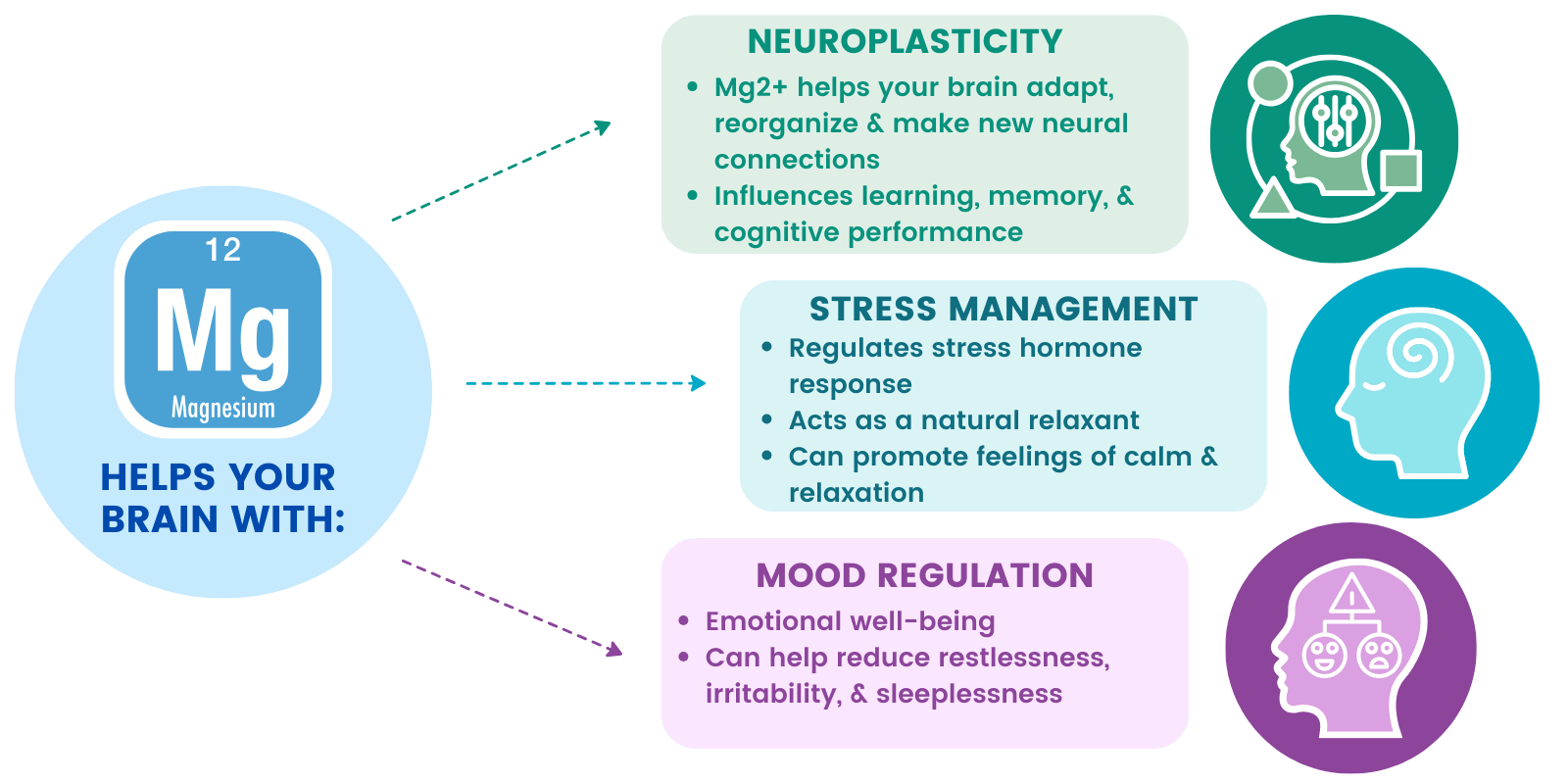 Graphic showing different ways Magnesium helps your brain