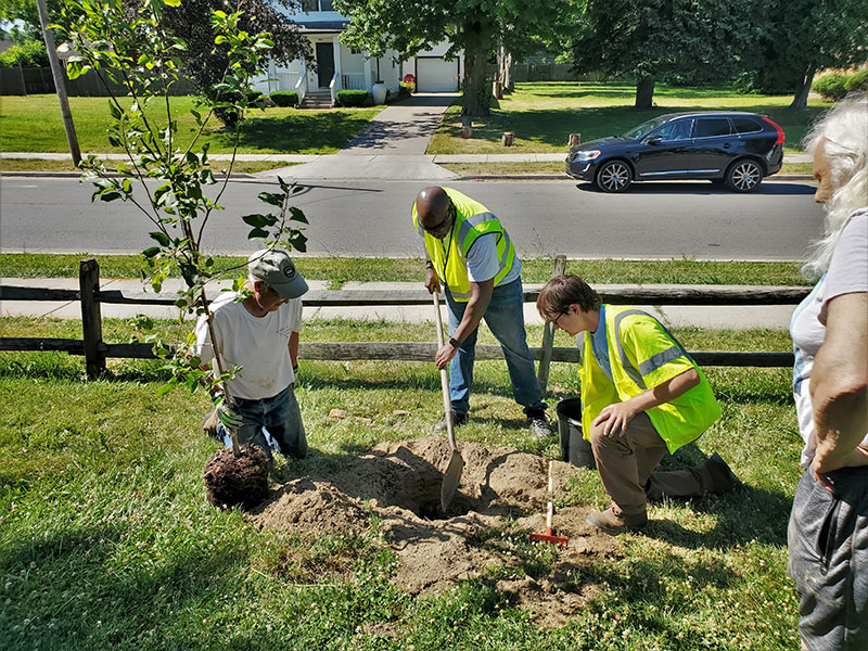 Photo showing people planting trees to improve tree canopy in Ohio.
