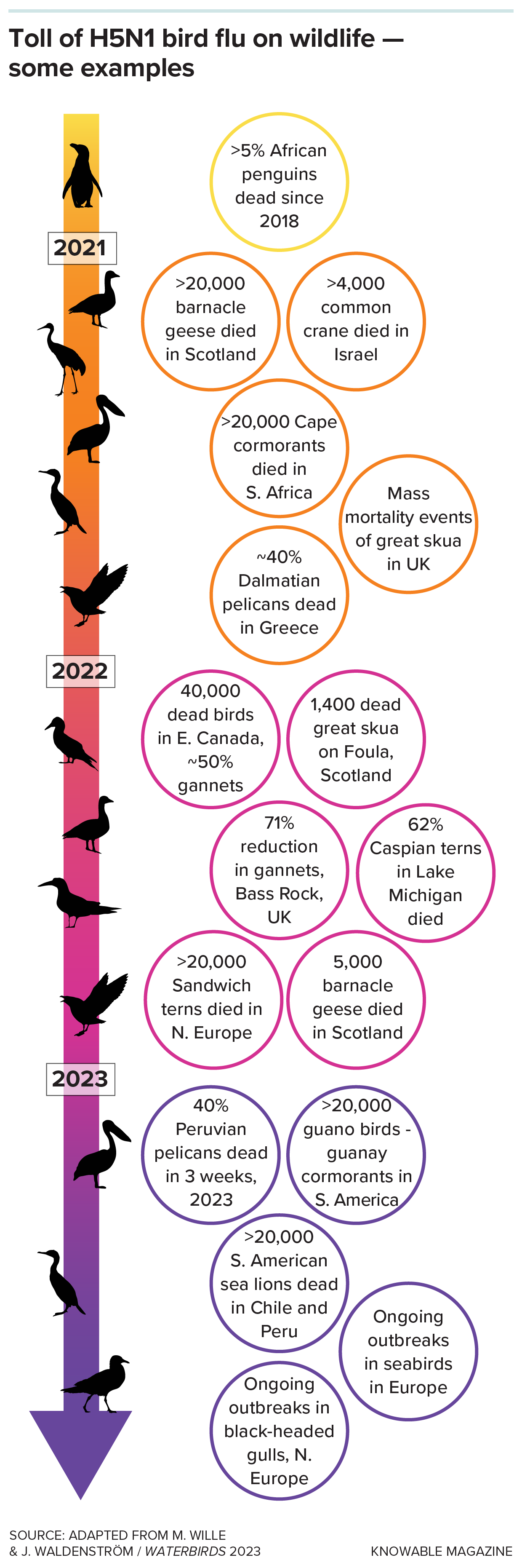Infographic explaining toll of H5N1 virus on wildlife.]