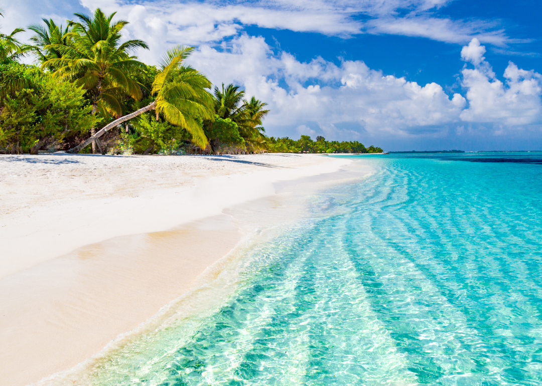 A beautiful beach with palm  trees. 