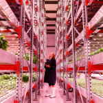 Person looking up at shelves in a vertical farm.