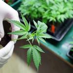 Hand holding small cannabis plant