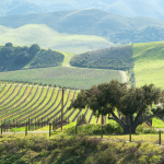 Spring Vineyard