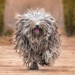 Puli running outdoors.