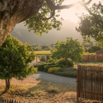 Landscape during golden hour seeing from a cottage front yard in Carmel Valley.