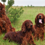 Three Irish Setters sitting in the grass