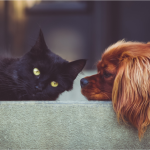 Black cat and brown dog stare at each other while laying on a couch.