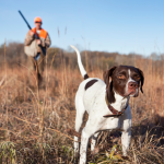 Dog in the foreground with a hunter behind it.
