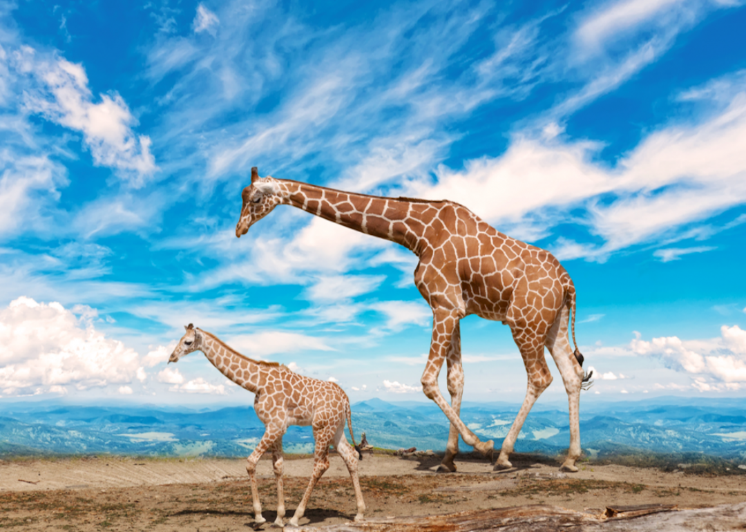Parent and child giraffe in the wild.