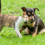 Tabby cat cuddles up to a puppy in a grassy meadow