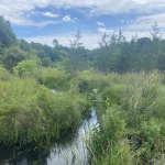The eco preservation of Eel River, Massachusetts
