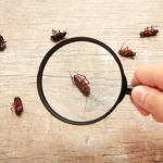 Dead cockroaches being viewed through a magnifying glass