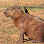 A small black bird on the back of a capybara.