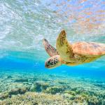 A turtle diving back to the reef in a shallow lagoon on Lady Elliot Island.