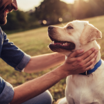 Man petting a labrador retriever on a grassy field at sunset