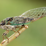 cicada with clear wings on branch against a green background