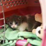 An unweaned grey and white kitten peeks from a carrier inside the kitten nursery at the Best Friends Animal Shelter.