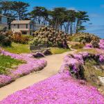 Purple wild flowers along a residential street by the coast in Pacific Grove, California