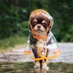 Chihuahua in a clear raincoat with orange lining standing outdoors by a puddle.