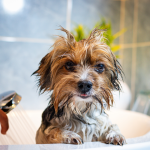 A wet Yorkshire Terrier dog after a bath