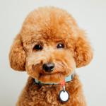 A toy poodle on a gray background.