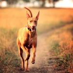 Pharaoh hound running in field at sunset on a country road.