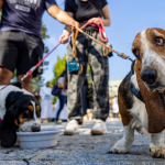 Dogs being walked on leashes, stopping for a drink of water.