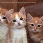 Three orange-and-white kittens with wide eyes, peering directly at the camera.