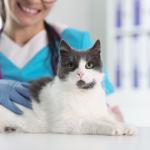 Cat sitting on medical table with woman vet.
