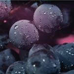 Close-up of ripe blue grapesin morning dew.