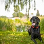 Black Labrador sitting under a tree after swimming.