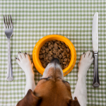 Dog sitting at a table place setting with a bowl of food and utensils.