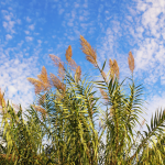 Giant Reed against the blue sky.