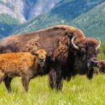 American Bison with calf and herd eating grass