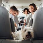 A family of four inside a minivan car traveling with their white terrier dog.