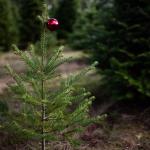 A small pine tree with a single red ball ornament.