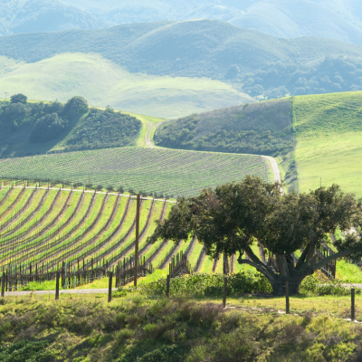 Spring Vineyard