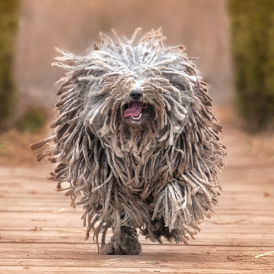 Puli running outdoors.
