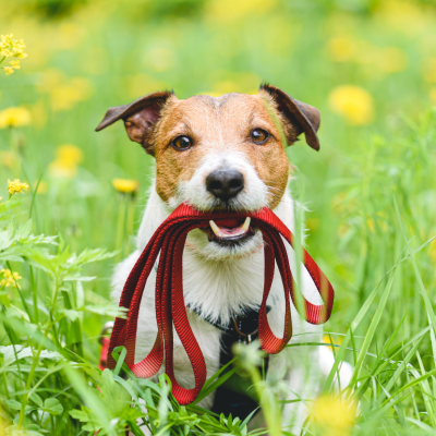 Dog in grass with leash