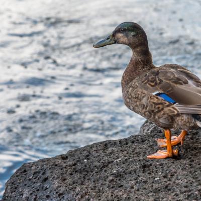 An endangered Hawaiian koloa duck overlooking his pond in Hawaii