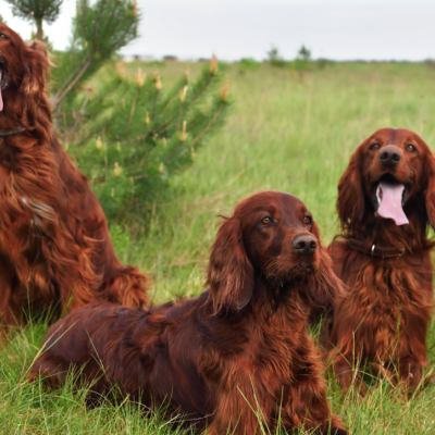 Three Irish Setters sitting in the grass