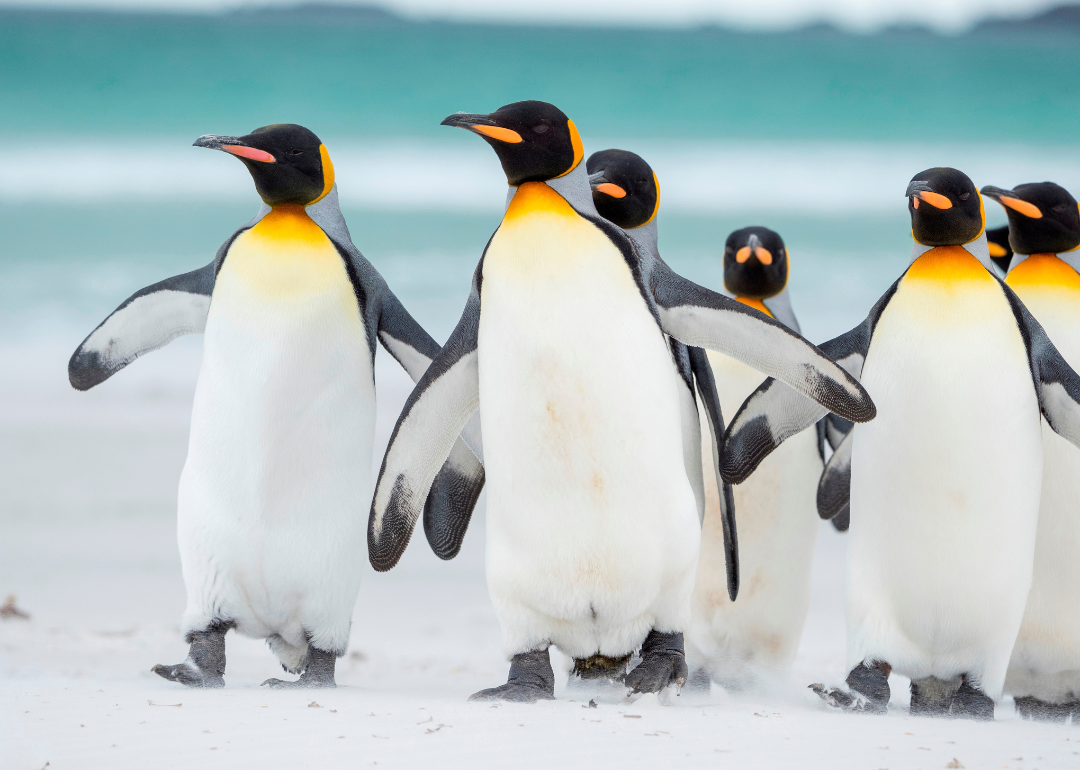 King Penguins like those seen in "March of the Penguins."
