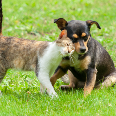 Tabby cat cuddles up to a puppy in a grassy meadow