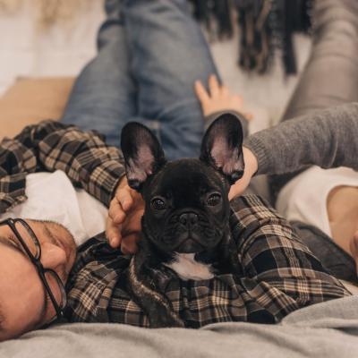Happy couple is having fun and playing with their French bulldog puppy on the bed at home.
