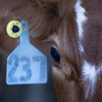 close up of brown cow face and ear with tag visible