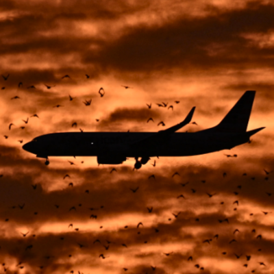A silhouette of a plane flying through a flock of birds against an orange sky at sunset.