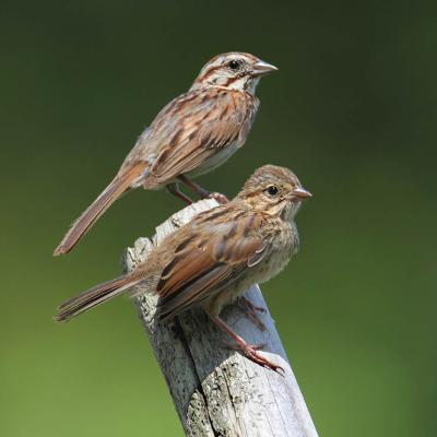uvenile Song Sparrow (Melospiza melodia) with adult on a branch with a green background