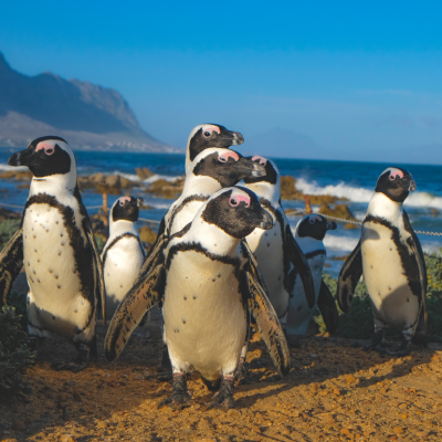 A group of African penguins.