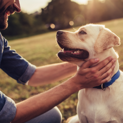Man petting a labrador retriever on a grassy field at sunset
